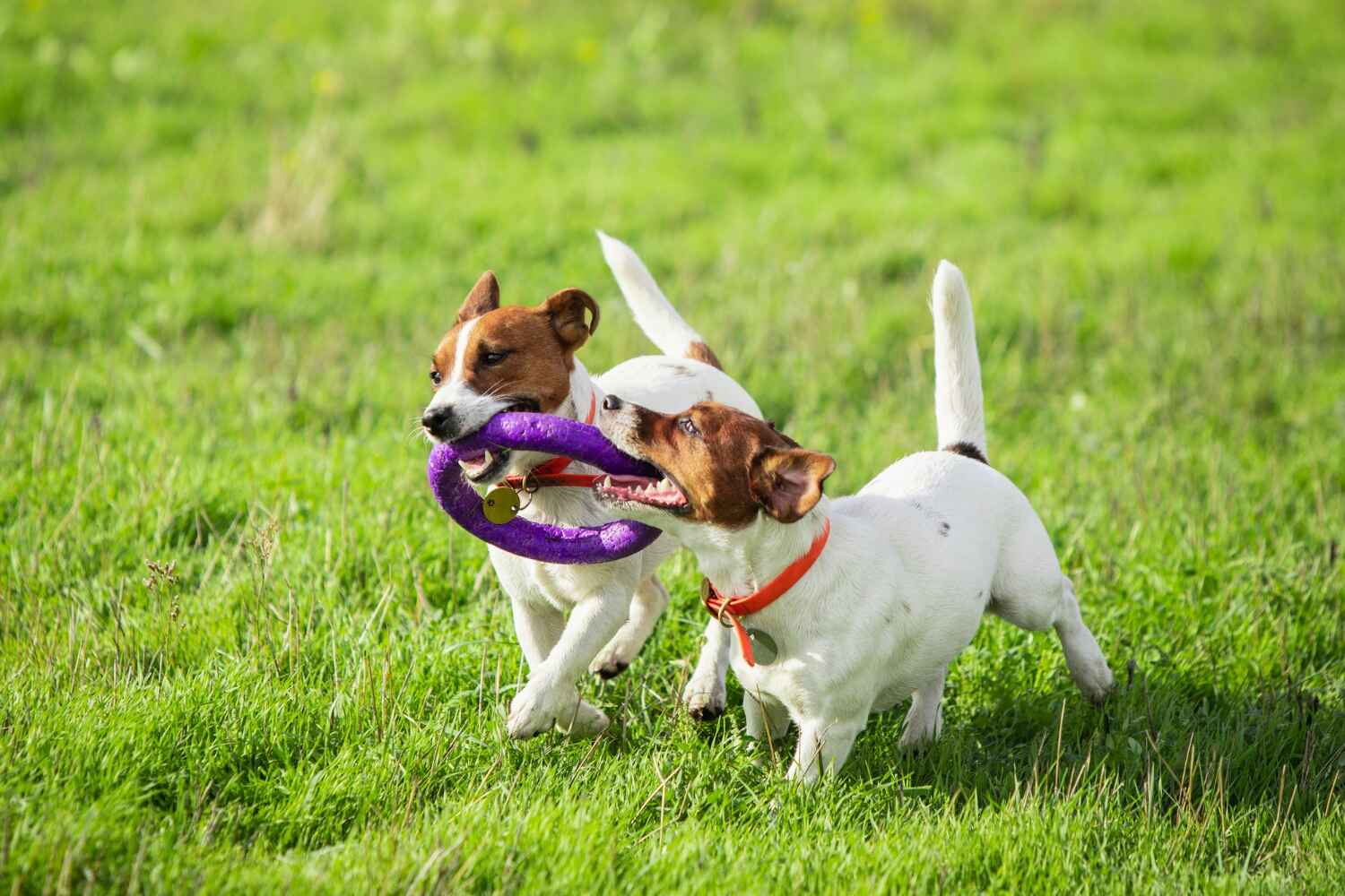 Outdoor Dog Activities Dog Bonding Canine Exercise Canine Exercise, petsgearlab