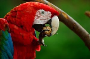 Colorful macaw perched on a branch – Comprehensive care guide by Pets Gear Lab