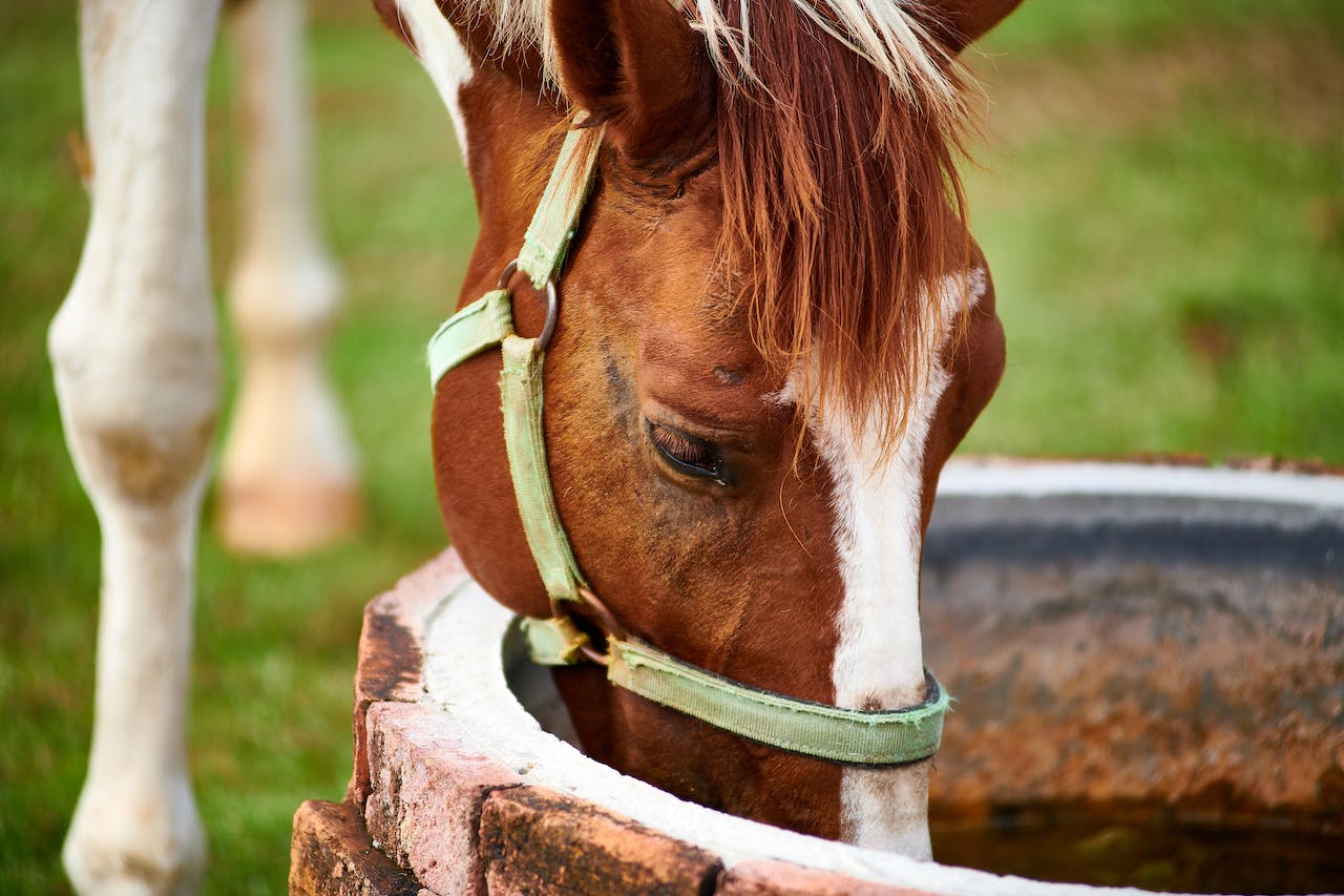 Comprehensive Guide on Equine Well-being and Hydration - PetsGearLab
