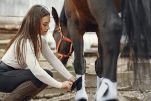 horse grooming tips 2024