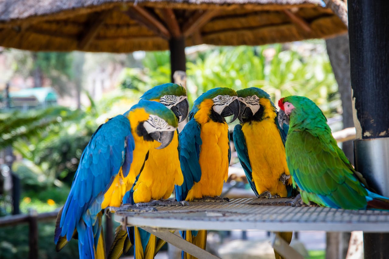 Macaws Eat PetsGearLab