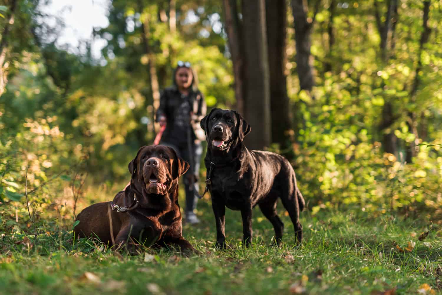 hunting dog breeds for every game animal hunt petsgearlab