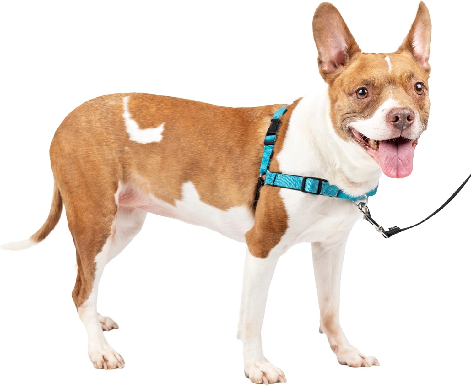 Best Dog Leashes - Pets Gear Lab Choice