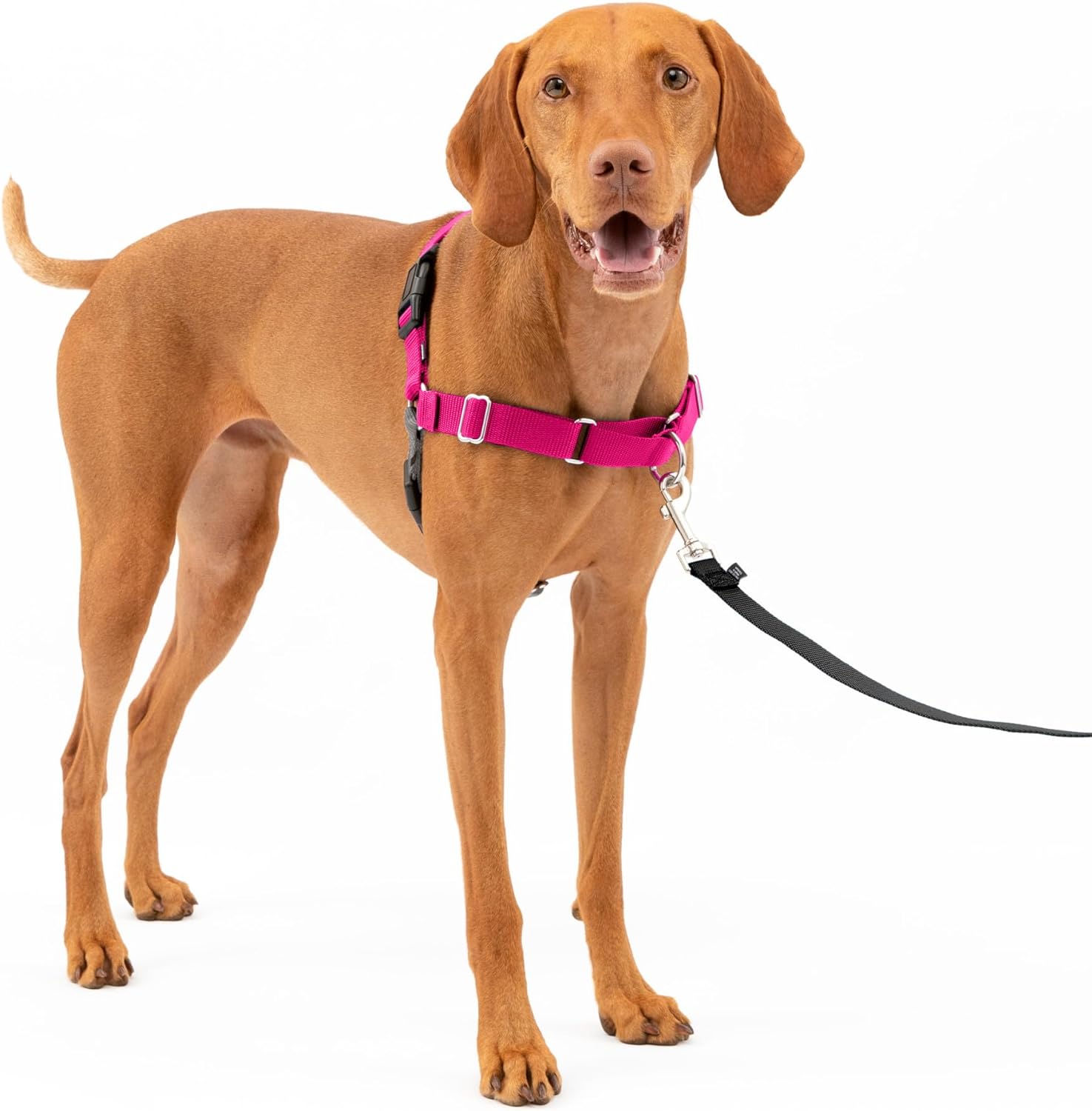 Best Dog Leashes - Pets Gear Lab Choice