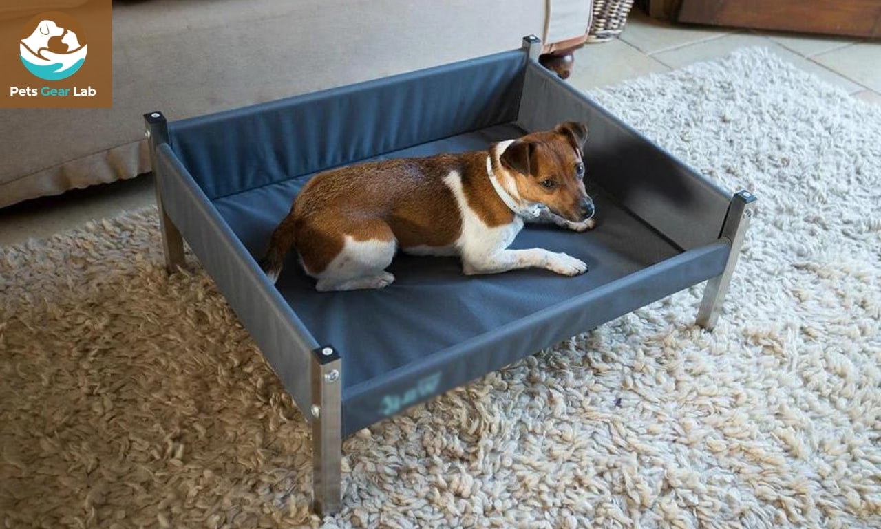 The 4 Best Elevated Dog Beds Pets Gear Lab