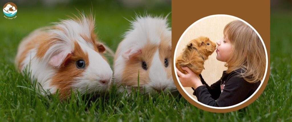 Pets for Families with Kids Guinea Pig