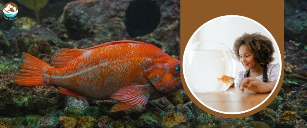 Pets for Families with Kids Gold Fish