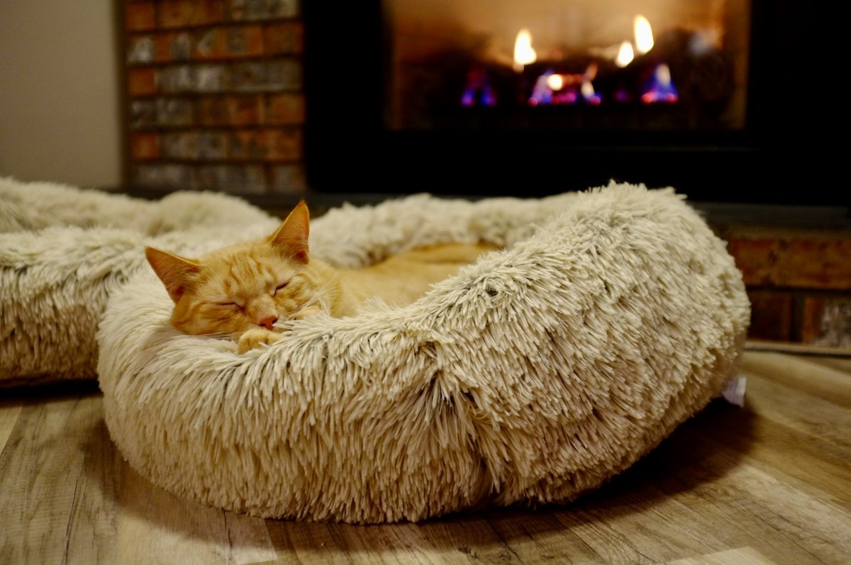 Best Cat Beds