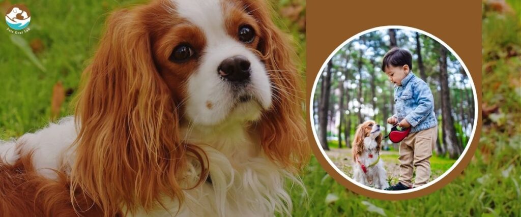 Pets for Families with Kids Cavalier King Charles Spaniel