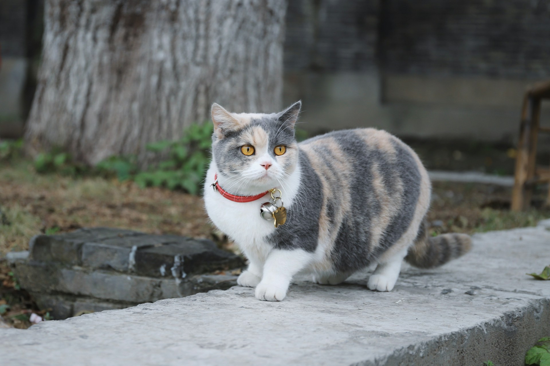 Best Cat Collars