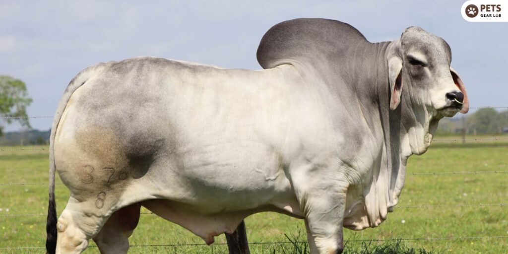 Brahman Cattle