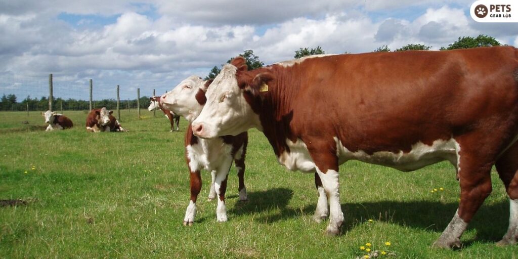 Hereford Cattle