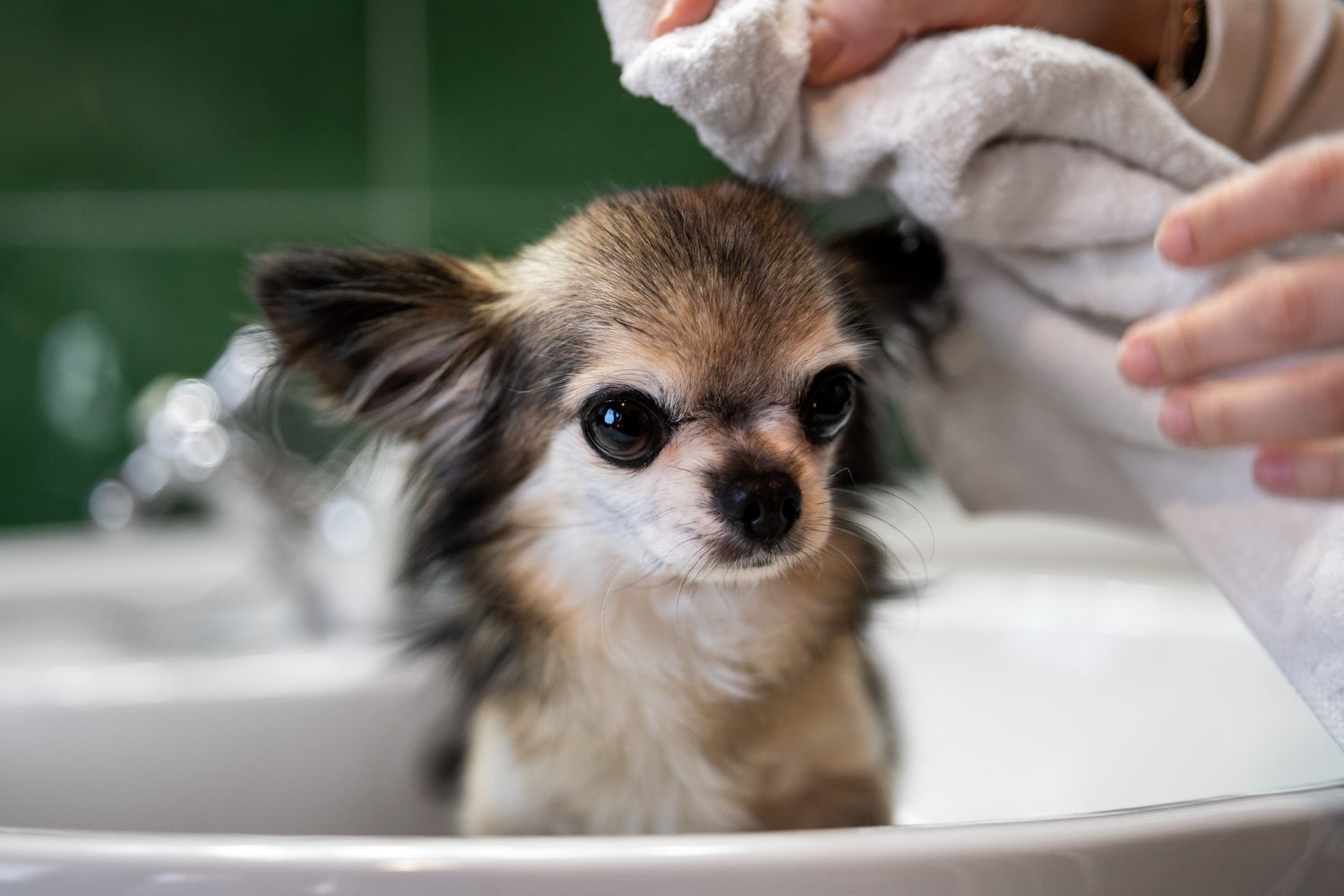 Summer Dog Grooming - Pets Gear