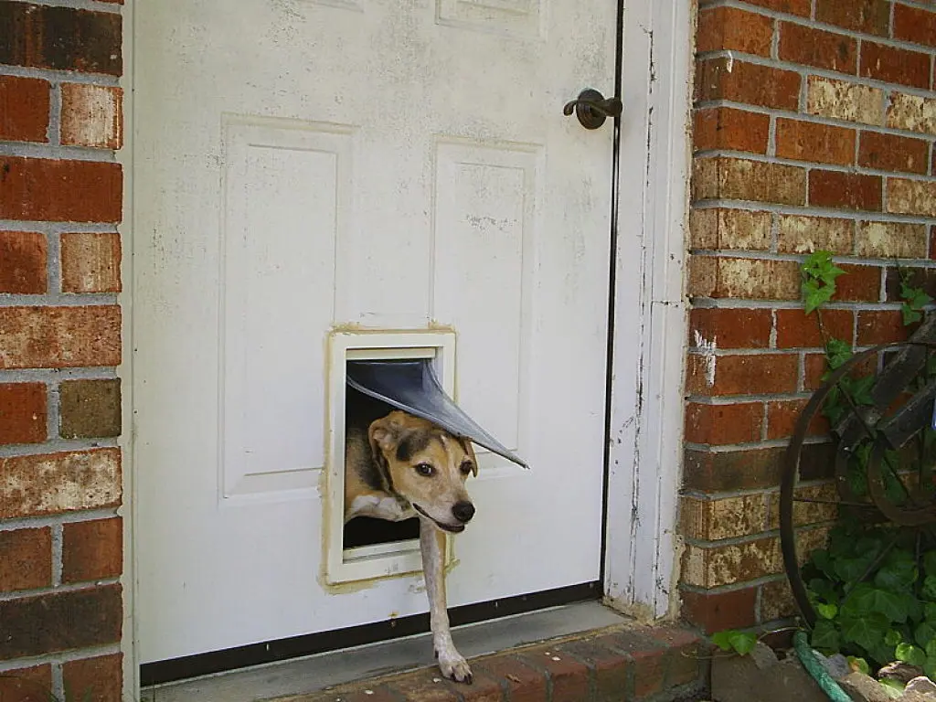 Install Pet Door On Wall