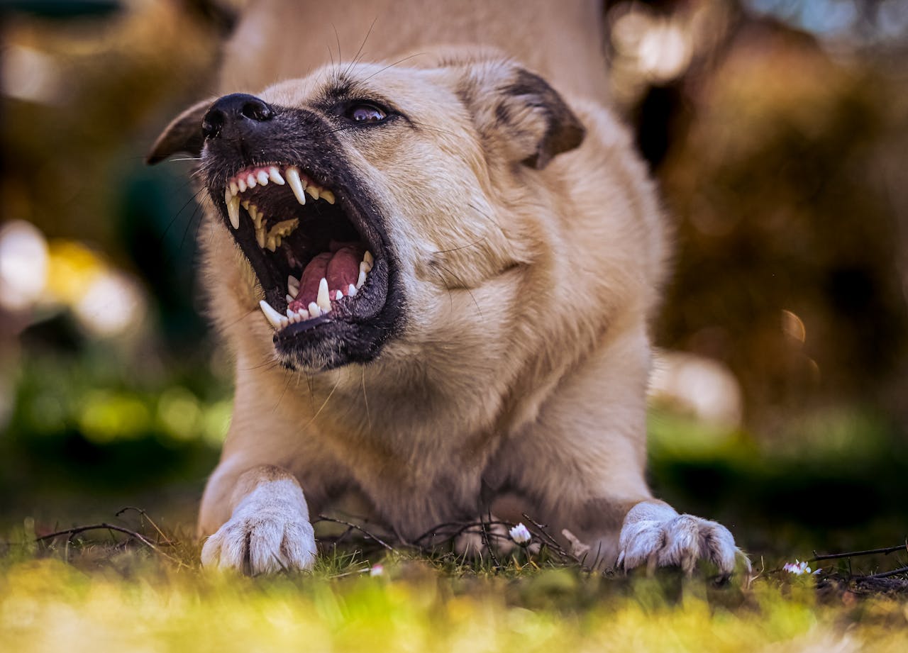 Pet displaying signs of aggression | Aggression in Pets